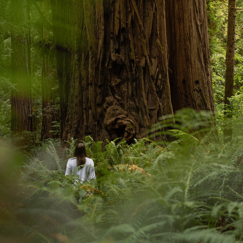 person in front of huge tree