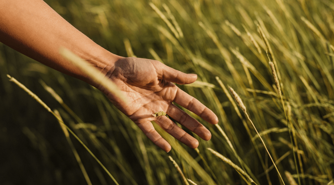 hand touching tall grass as they walk by