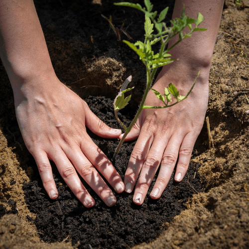 hands planting new tree