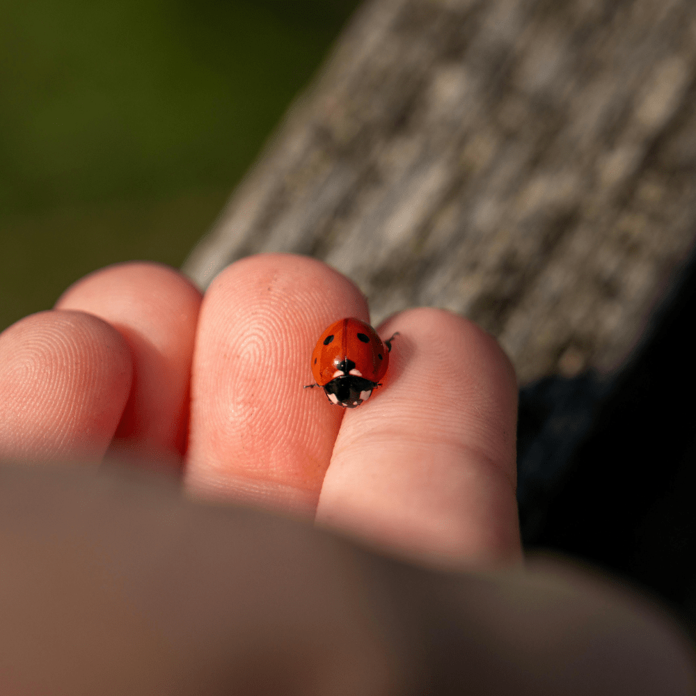 lady bug in a hand