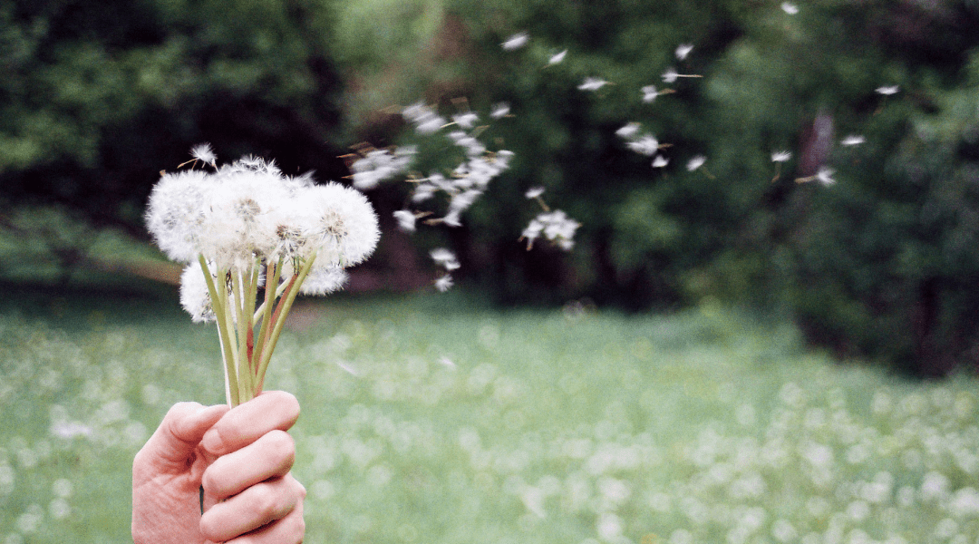 dandelion floating in wind 