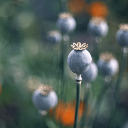 BIPOC therapist near me