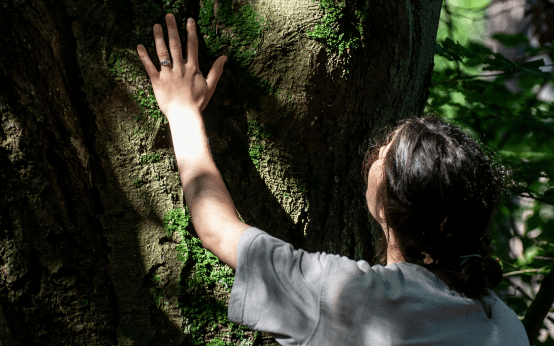 medicine wheel meaning